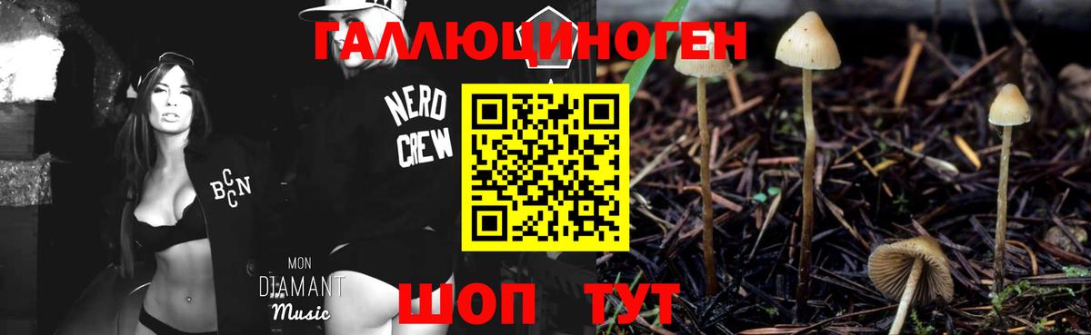 Псилоцибиновые грибы Psilocybe Черногорск